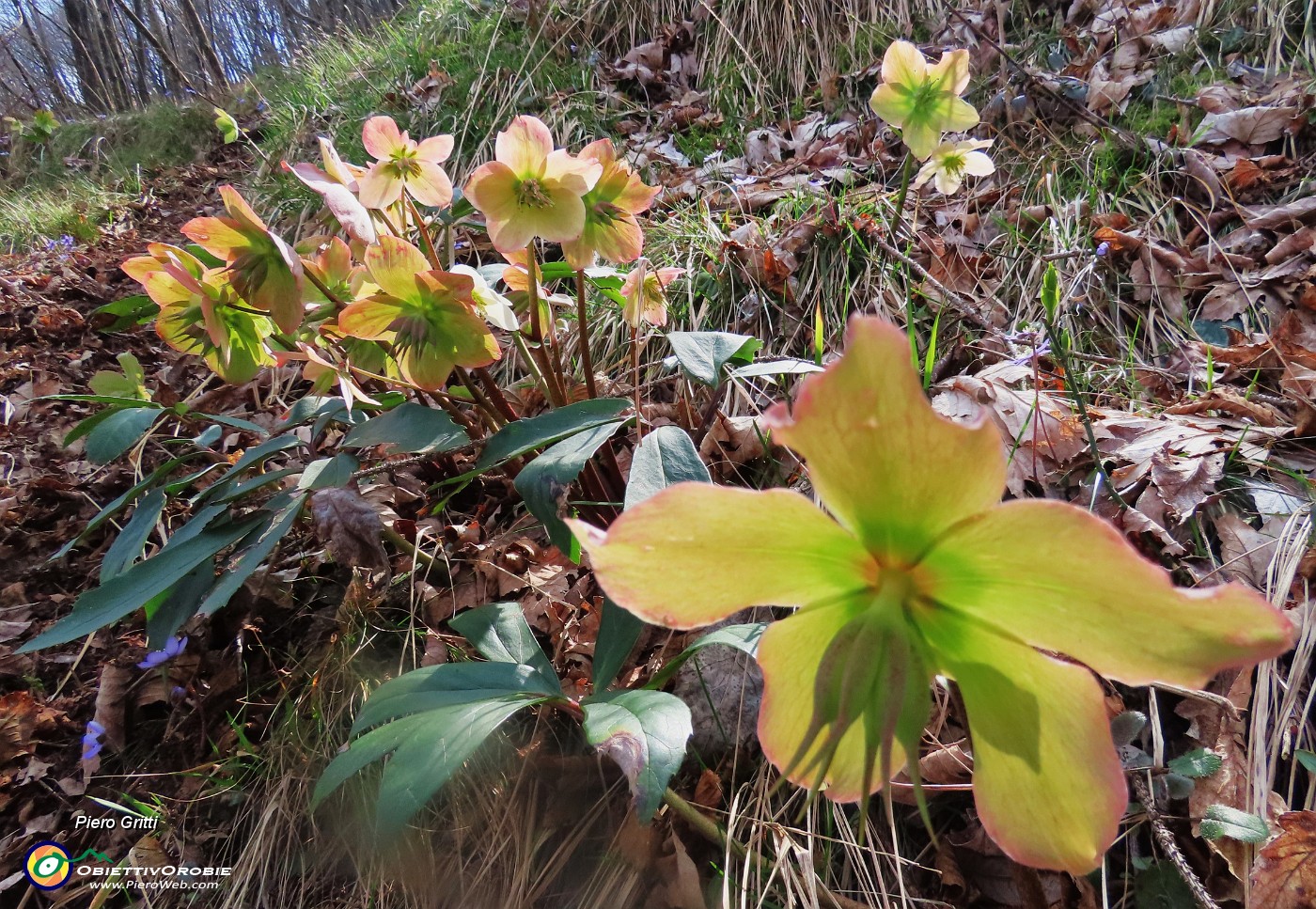 20 Helleborus niger (Ellebori) in fruttescenza.JPG